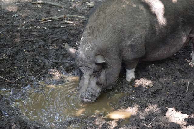 相较于马来 相较于马来