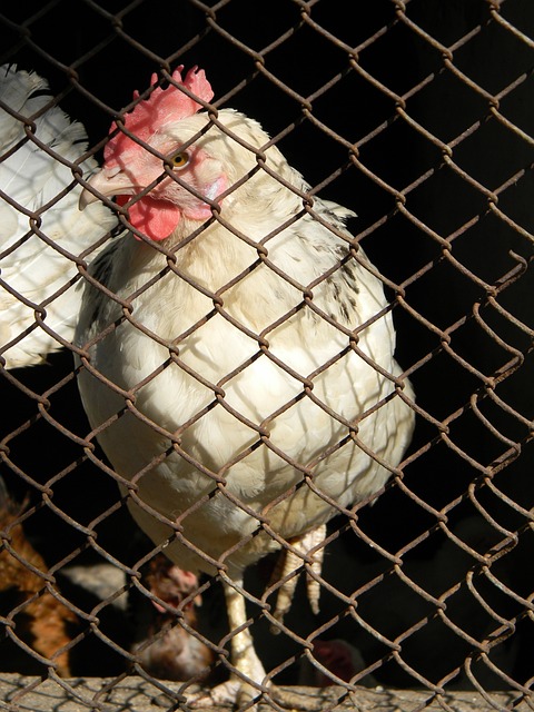 高度较高的 高度较高的